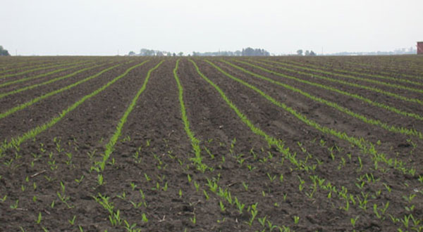 corn-seedling